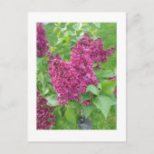 Lilacs in Spring Briefkaart (Voorkant)