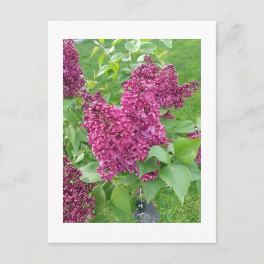Lilacs in Spring Briefkaart (Voorkant)
