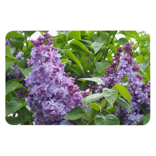 Lilacs Magnet Magneet (Horizontaal)