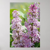 Lilacs P5390 Print (Voorkant)