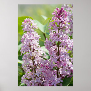 Lilacs P5390 Print