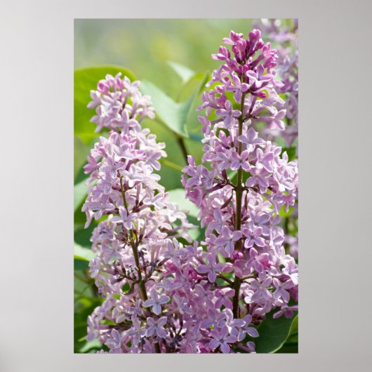 Lilacs P5390 Print (Voorkant)