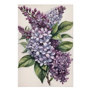Lilacs Paarse Lila Struik Illustratie Perfect Poster