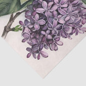 Lilacs Paarse Lila Struik Illustratie Tissuepapier (Detail)