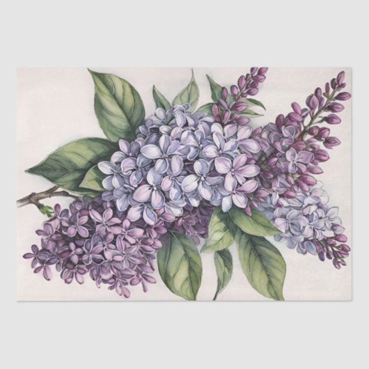 Lilacs Paarse Lila Struik Illustratie Tissuepapier (Voorkant)