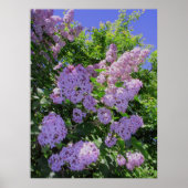 Lilacs Poster (Voorkant)