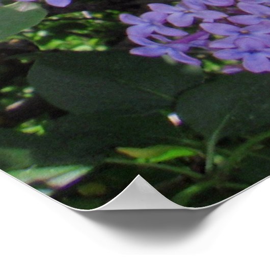 Lilacs Poster (Hoek)