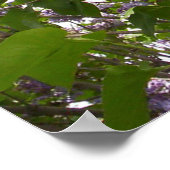 Lilacs Poster (Hoek)