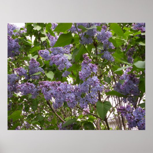Lilacs Poster (Voorkant)
