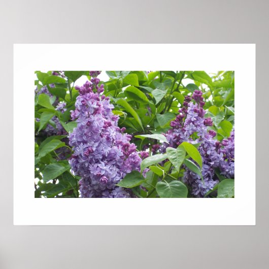 Lilacs Poster (Voorkant)