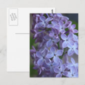Lilas floral tree in blom briefkaart (Voorkant / Achterkant)
