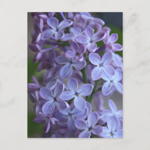 Lilas floral tree in blom briefkaart
