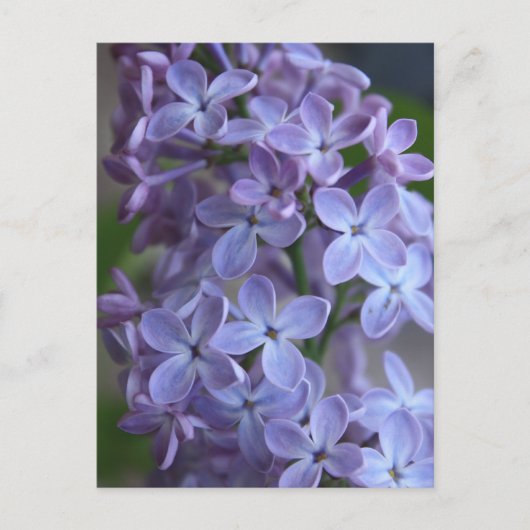 Lilas floral tree in blom briefkaart (Voorkant)