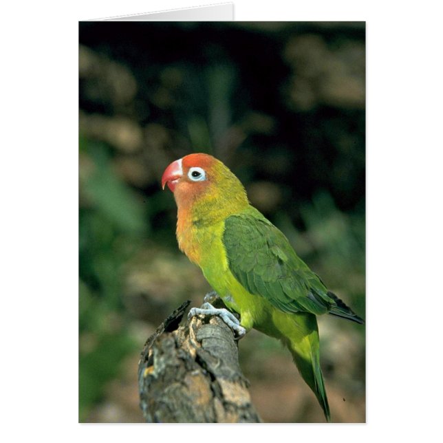 Lilians Lovebird (Voorkant)