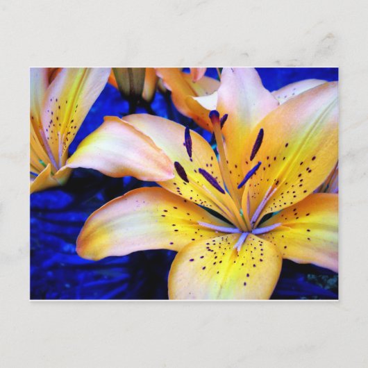 LilienArt Briefkaart (Voorkant)