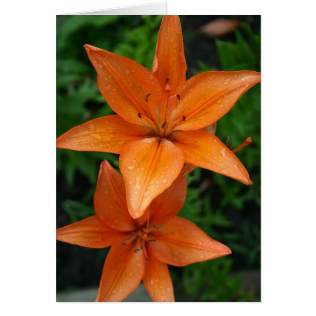 Lilies 3 (Voorkant)