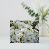 Lilies bij Calla Lily Plantation, Taiwan Briefkaart (Staand voorkant)