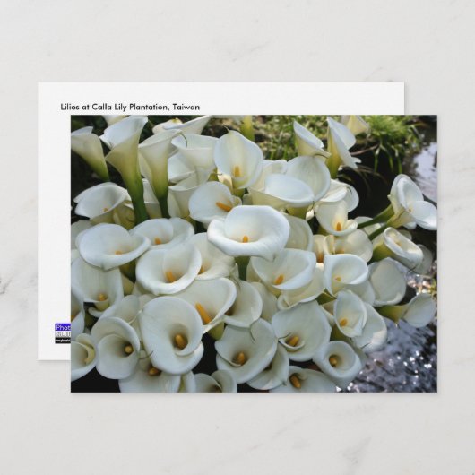 Lilies bij Calla Lily Plantation, Taiwan Briefkaart (Voorkant / Achterkant)
