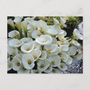 Lilies bij Calla Lily Plantation, Taiwan Briefkaart