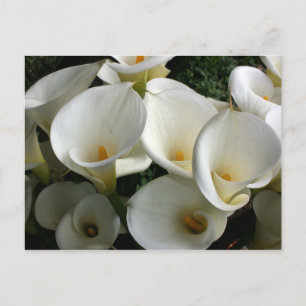 Lilies bij Calla Lily Plantation, Taiwan Briefkaart