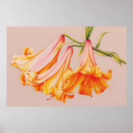 "Lilies" - botanische poster