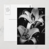 Lilies Briefkaart (Voorkant / Achterkant)