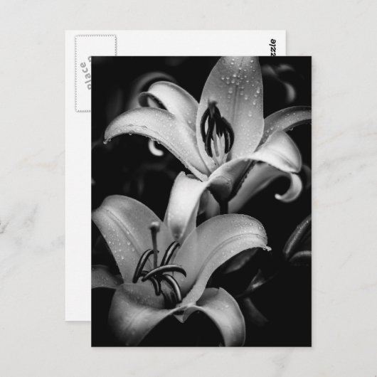 Lilies Briefkaart (Voorkant / Achterkant)