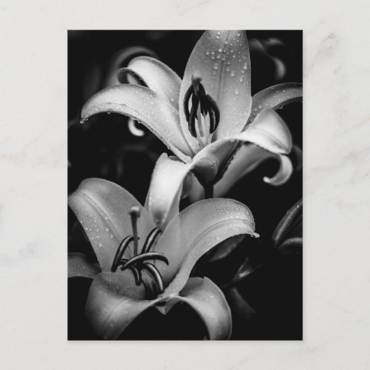 Lilies Briefkaart (Voorkant)