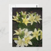 Lilies Briefkaart (Voorkant / Achterkant)