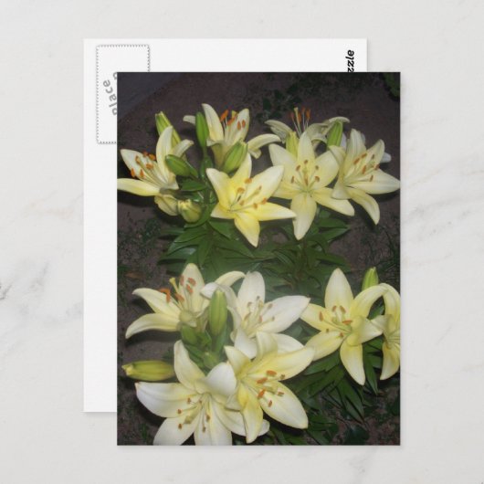 Lilies Briefkaart (Voorkant / Achterkant)