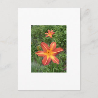 :Lilies Briefkaart