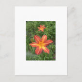 :Lilies Briefkaart (Voorkant)