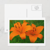 Lilies-Briefkaart Briefkaart (Voorkant / Achterkant)