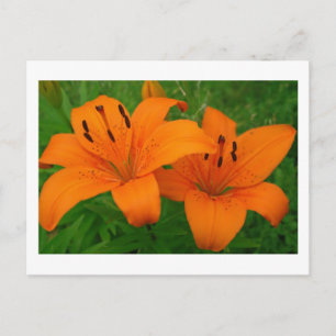 Lilies-Briefkaart Briefkaart
