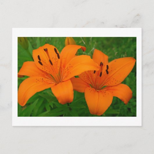 Lilies-Briefkaart Briefkaart (Voorkant)