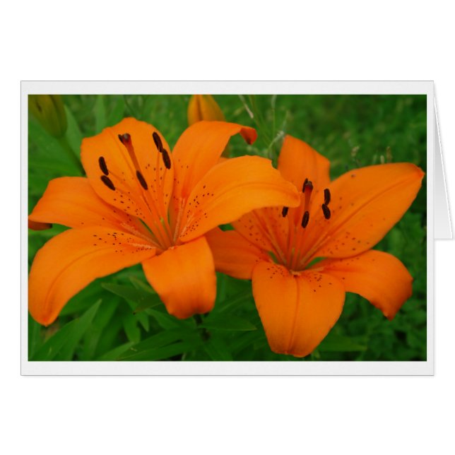Lilies Card (Voorkant Horizontaal)
