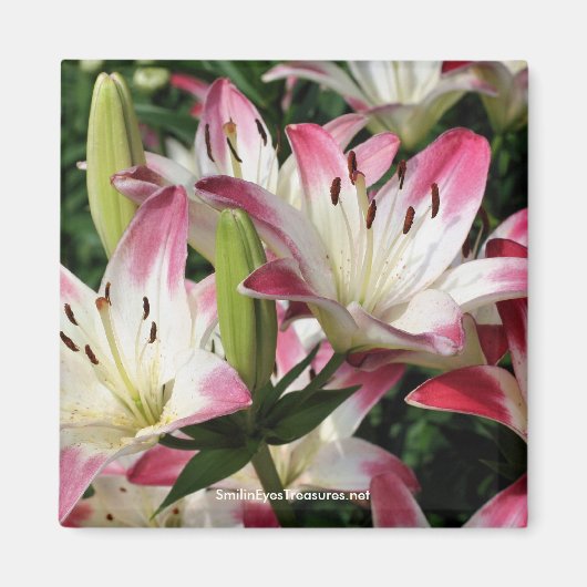 Lilies glimlachen Fotografie Magnet (Voorkant)