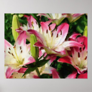 Lilies glimlachen Kunstfoto's schilderen Poster