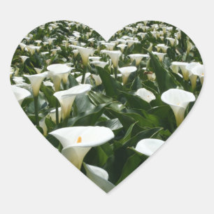 Lilies groeien in Calla Lily Plantation, Taiwan Hart Sticker