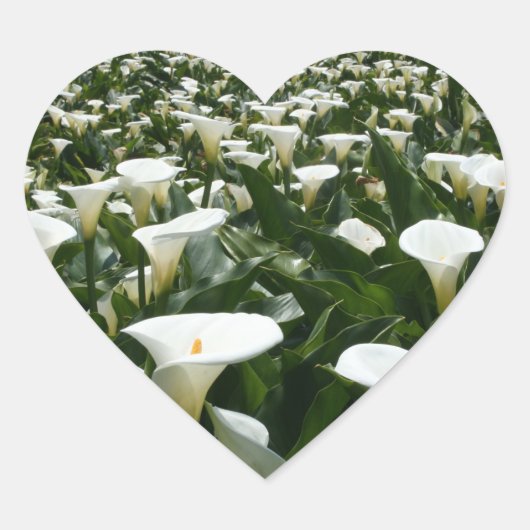 Lilies groeien in Calla Lily Plantation, Taiwan Hart Sticker (Voorkant)