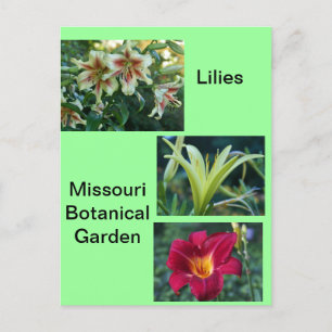 Lilies in de botanische tuin van Missouri Briefkaart