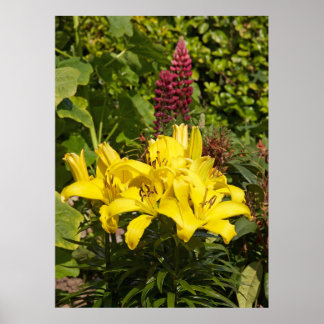 Lilies in de tuin. poster
