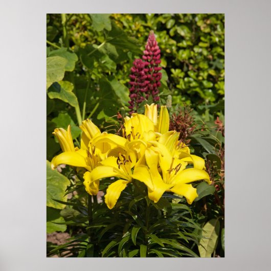 Lilies in de tuin. poster (Voorkant)
