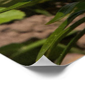 Lilies in de tuin. poster (Hoek)