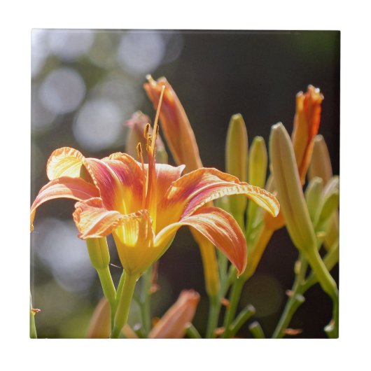 Lilies in de zon tegeltje (Voorkant)