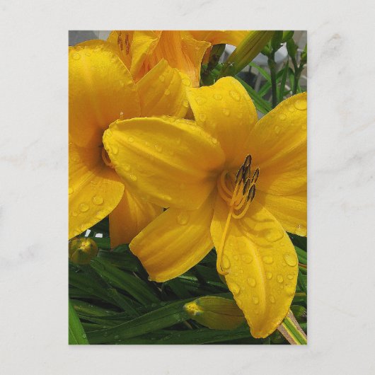 Lilies in het Briefkaart Rain (Voorkant)