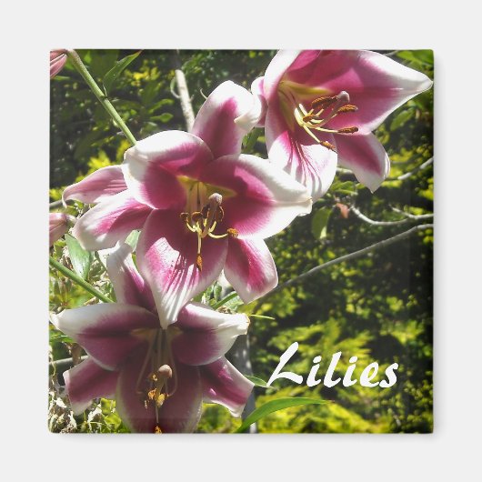 Lilies Magneet (Voorkant)