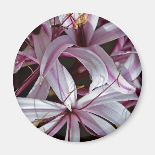 Lilies Magneet (Voorkant)