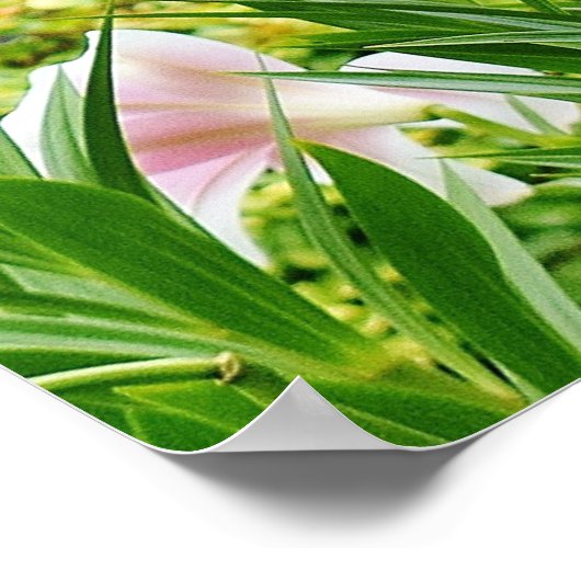 Lilies op het Poster ter plaatse (Hoek)