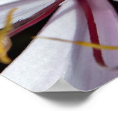 Lilies Poster (Hoek)